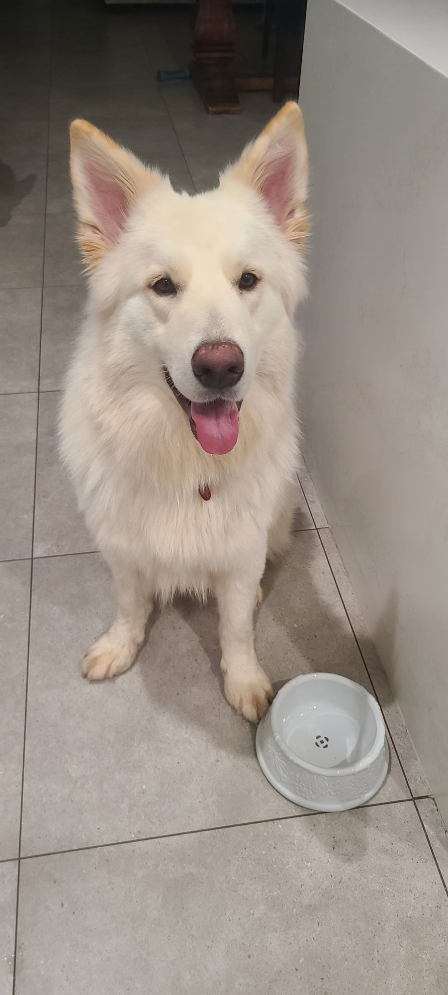 SPACE JAM - White German Shepherd available for adoption