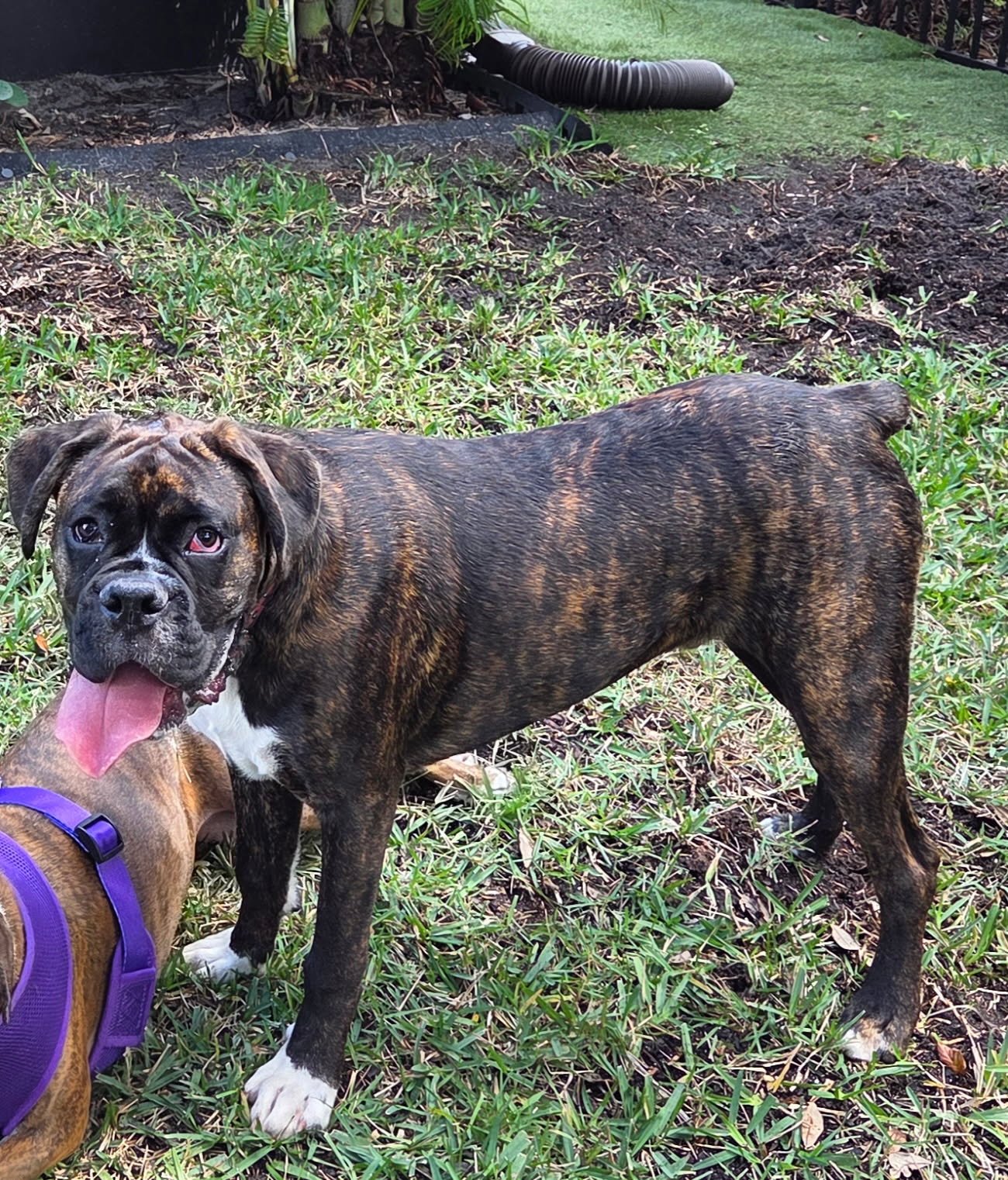 ENZO F26-002 - Boxer available for adoption