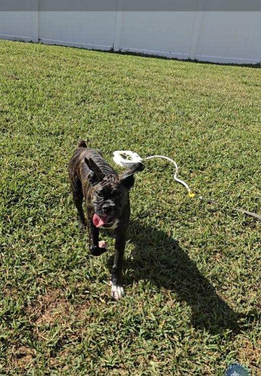 ENZO F26-002 - Boxer available for adoption