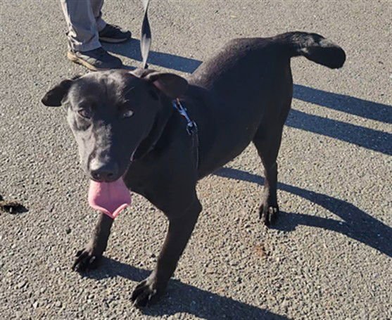 FELINA - Labrador Retriever available for adoption