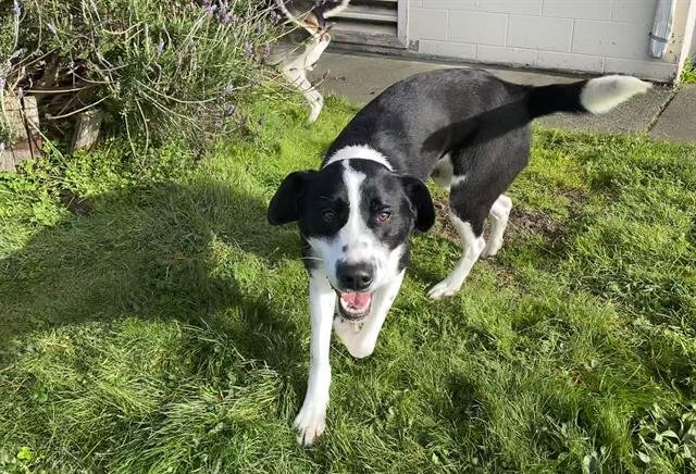 BINGO - Great Dane available for adoption