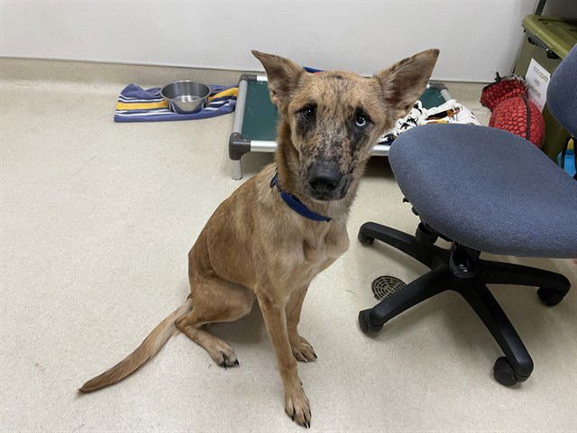 SLINKY - Catahoula Leopard Dog available for adoption