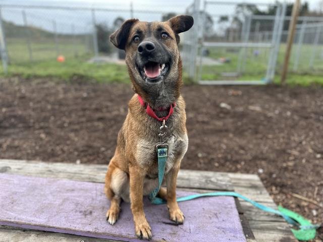 PHOENIX - Belgian Shepherd Malinois available for adoption