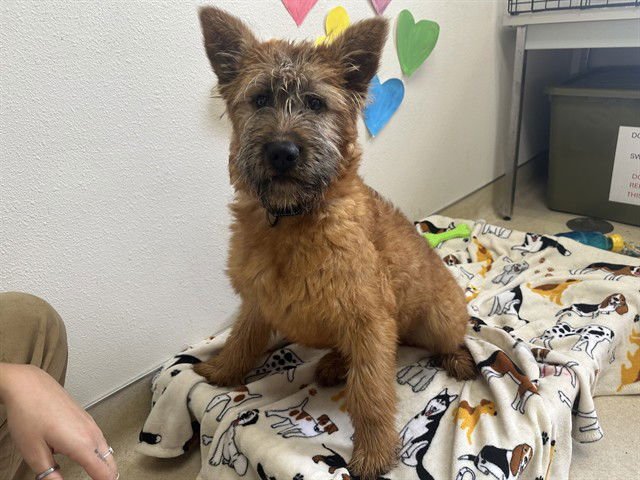 CINNAMON - Irish Terrier available for adoption