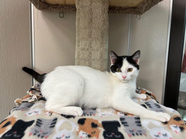 COWBOY - Domestic Short Hair available for adoption