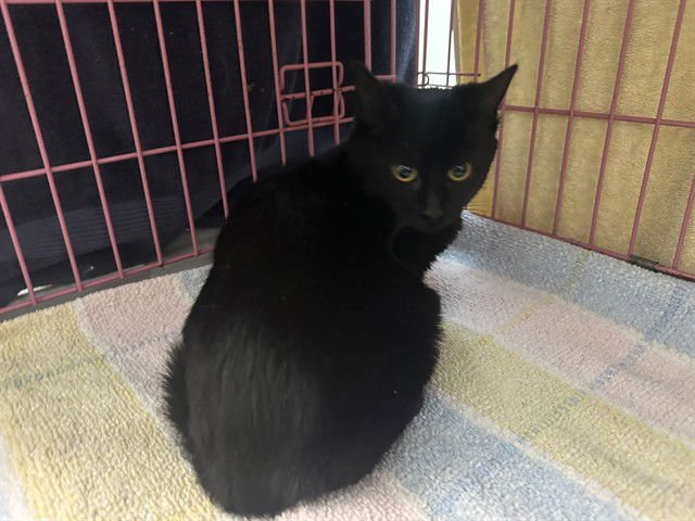 VINCENT - Domestic Short Hair available for adoption