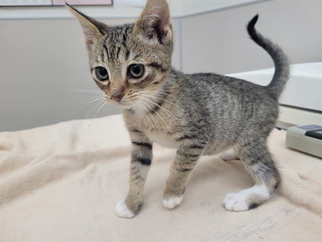 CROISSANT - Domestic Short Hair available for adoption