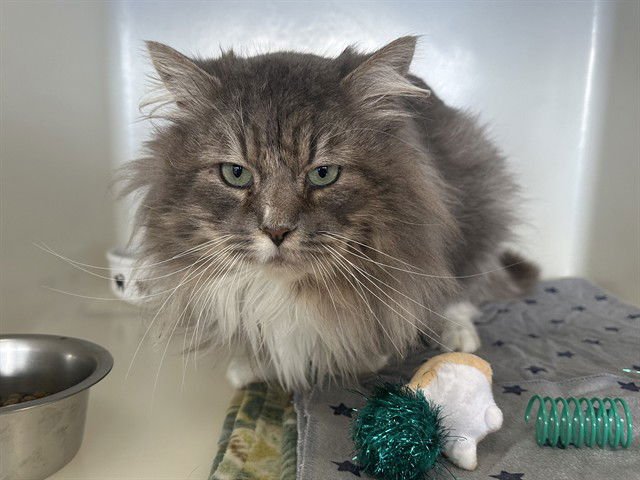 CLYDE - Domestic Long Hair available for adoption