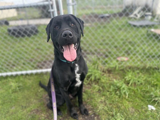 LUKE - Labrador Retriever available for adoption