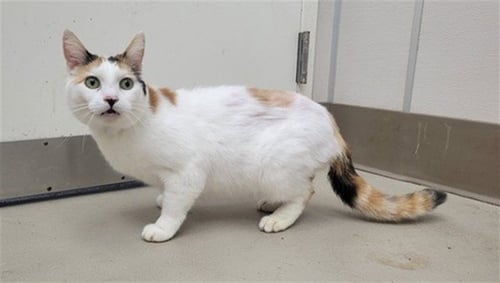 MOKARA - Domestic Short Hair available for adoption