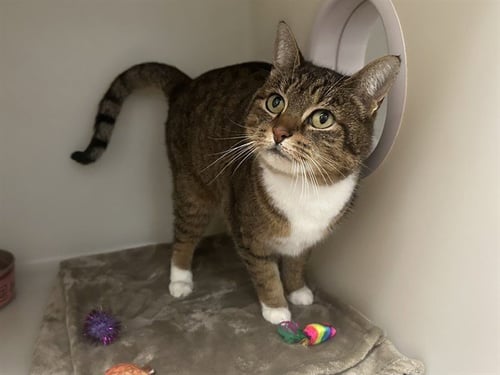 FIONA - Domestic Medium Hair available for adoption