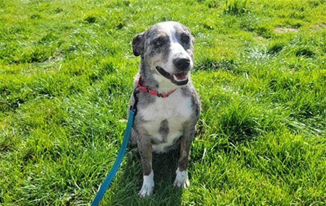 DUSTY - Australian Cattle Dog/Blue Heeler / Australian Shepherd available for adoption