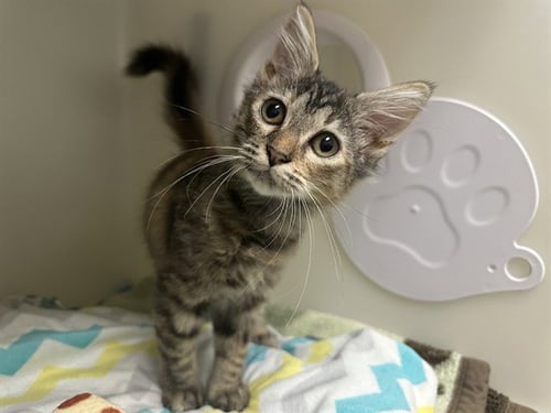 PIXIE - Domestic Medium Hair available for adoption