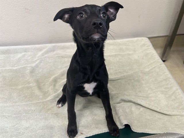 OLIVE - Labrador Retriever available for adoption