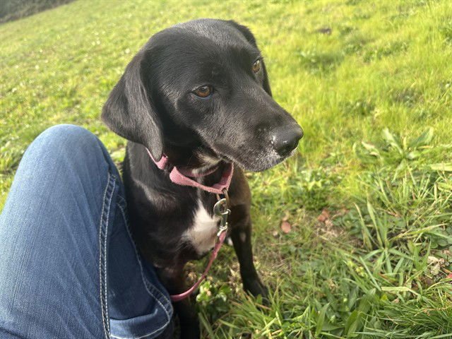 BIANCA - Labrador Retriever available for adoption