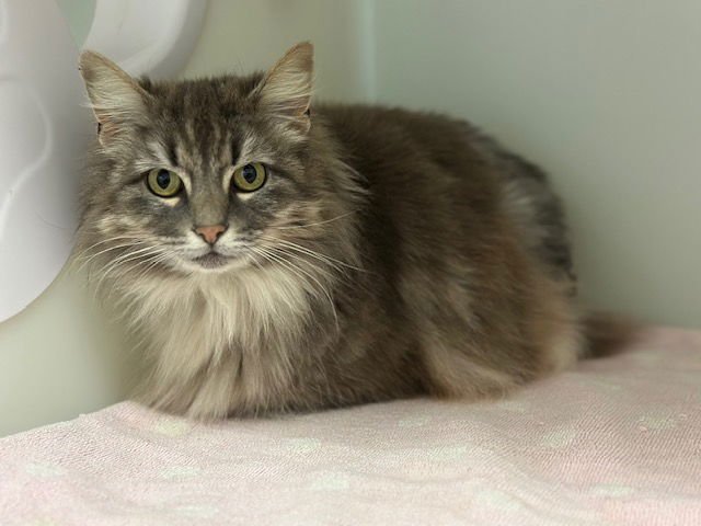 BUTTONS - Domestic Long Hair available for adoption