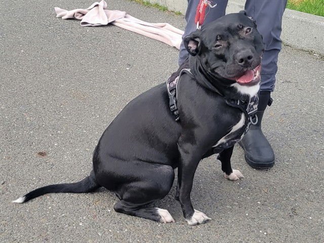 CALI BEAR - Pit Bull Terrier available for adoption