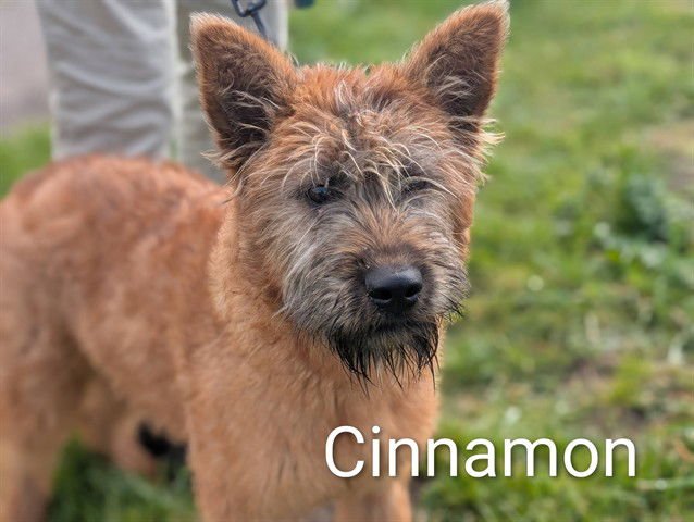 CINNAMON - Briard available for adoption