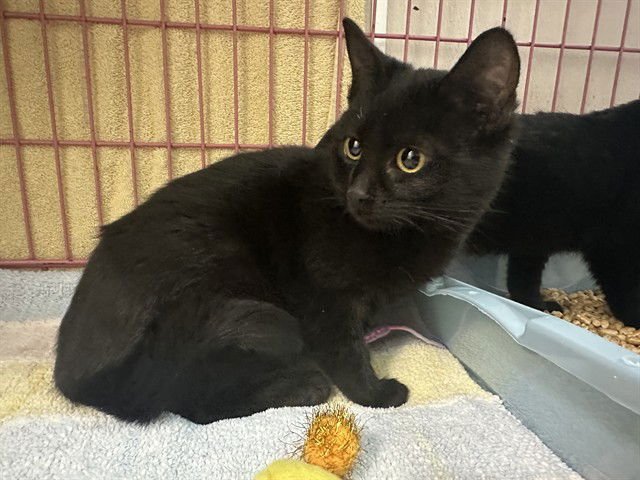 MIA - Domestic Short Hair available for adoption