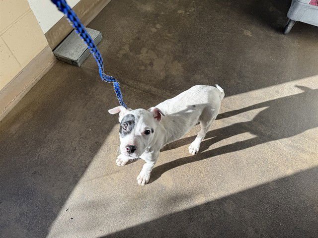 PANDORA - American Pit Bull Terrier available for adoption