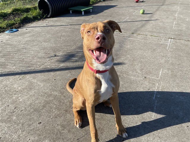 FERRARI - Labrador Retriever available for adoption