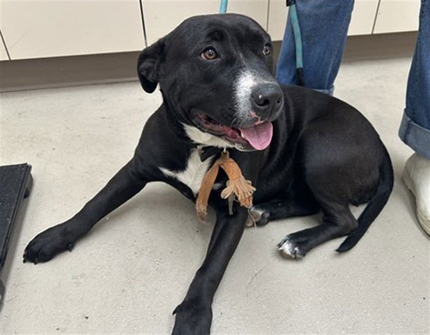 STELLA - Pit Bull Terrier available for adoption