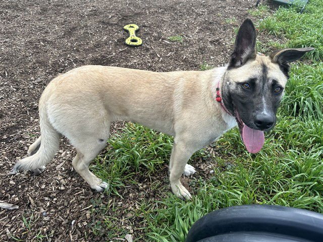 DAHLIA - Belgian Shepherd Malinois available for adoption