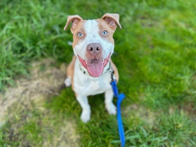 PENNY - American Pit Bull Terrier available for adoption