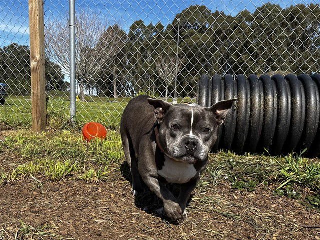 MINNIE - Pit Bull Terrier available for adoption