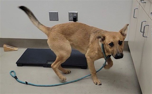 MILANO - German Shepherd Dog available for adoption