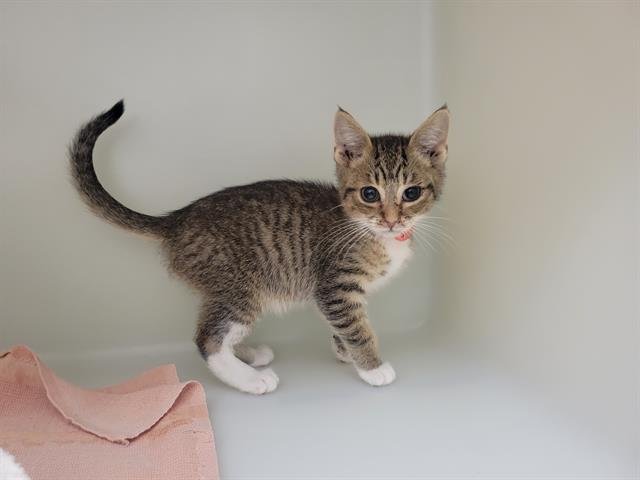 DANISH - Domestic Short Hair available for adoption