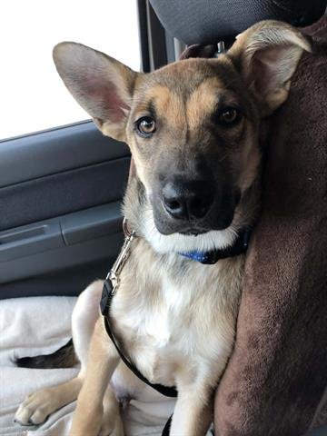 DALE - German Shepherd Dog available for adoption