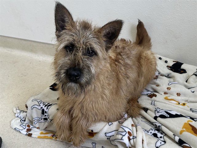 SUGAR - Briard available for adoption