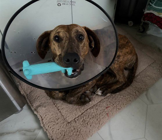 MAGIC - Doberman Pinscher / Dutch Shepherd available for adoption