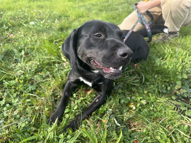 BERNARD - Labrador Retriever available for adoption