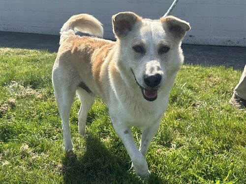 COBB - Labrador Retriever / German Shepherd Dog available for adoption