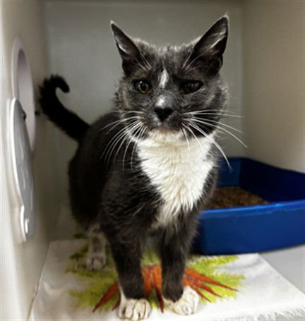 DELORES - Domestic Short Hair available for adoption