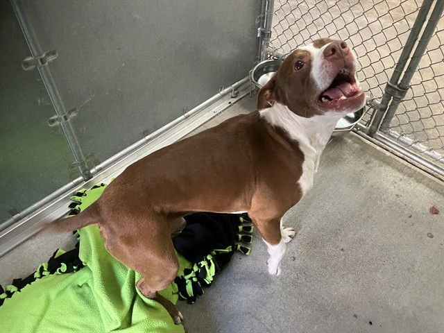 MAXIMUS - Bull Terrier available for adoption