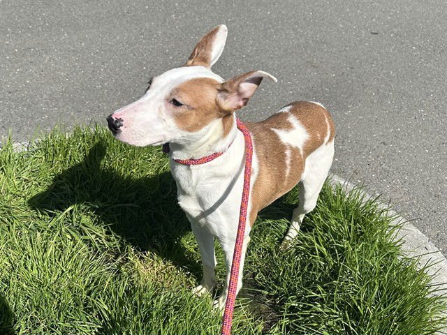 APRIL - Bull Terrier / Jack Russell Terrier (Parson Russell Terrier) available for adoption
