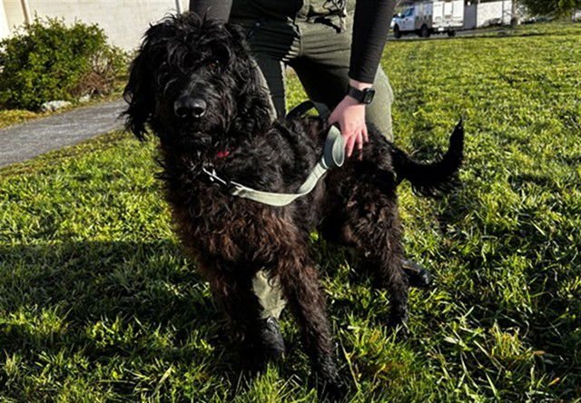 DESI - Poodle (Standard) available for adoption