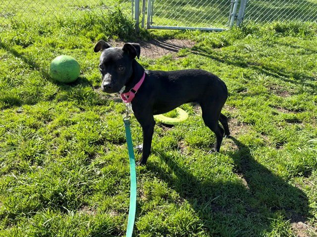ARIANA - Pit Bull Terrier available for adoption