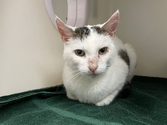 HAROLD - Domestic Short Hair available for adoption