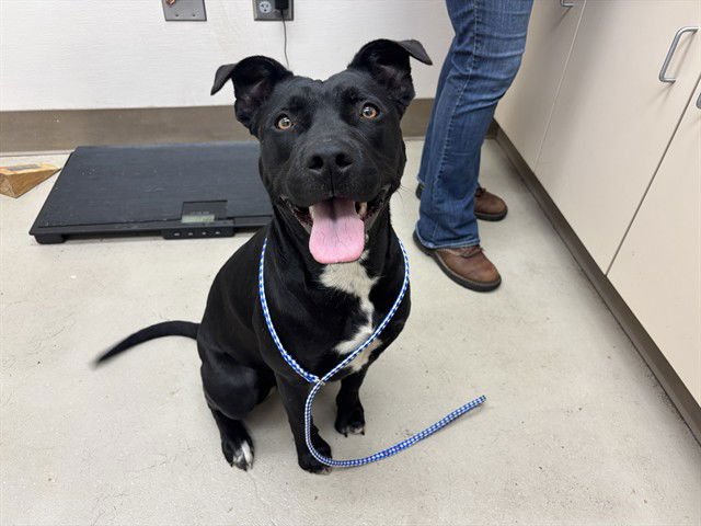 RAVEN - Pit Bull Terrier available for adoption