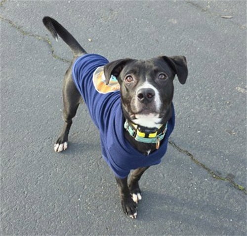 JET - Pit Bull Terrier available for adoption