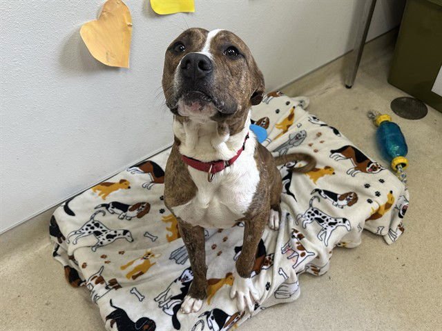 STAN - Boxer available for adoption