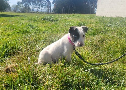 LUCA - Australian Cattle Dog/Blue Heeler / Pit Bull Terrier available for adoption