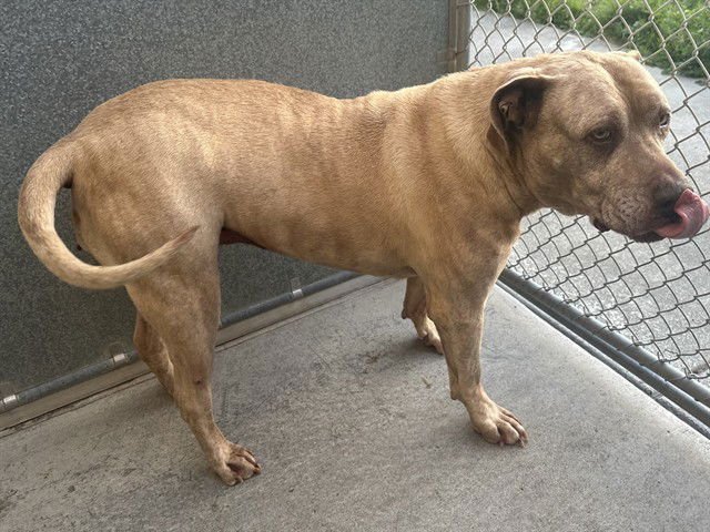 LENTIL - Pit Bull Terrier available for adoption