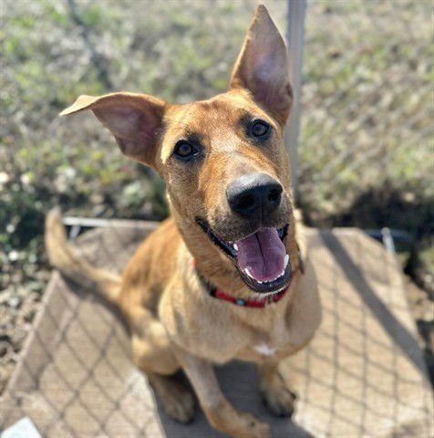GRAHAM - Labrador Retriever available for adoption