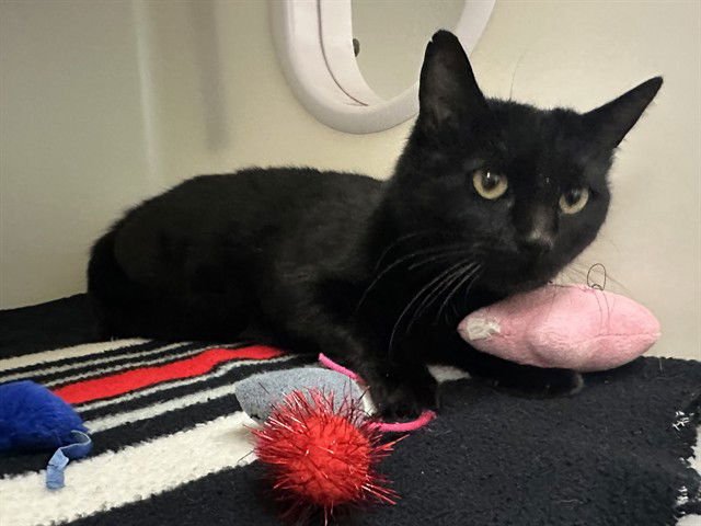 VIOLET - Domestic Short Hair available for adoption