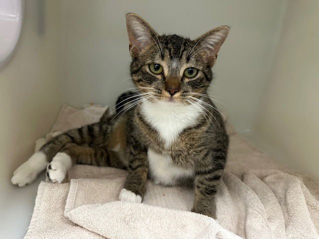 REBA - Domestic Medium Hair available for adoption